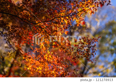 季節を感じる色鮮やかな紅葉 成田山公園 季節を感じる色鮮やかな紅葉 成田山公園 121278913