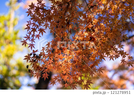 季節を感じる色鮮やかな紅葉　成田山公園 121278951