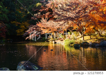 季節を感じる色鮮やかな紅葉 成田山公園 季節を感じる色鮮やかな紅葉 成田山公園 121278953