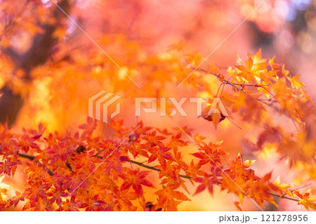 季節を感じる色鮮やかな紅葉　成田山公園 121278956