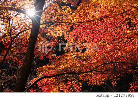 季節を感じる色鮮やかな紅葉 成田山公園 季節を感じる色鮮やかな紅葉 成田山公園 121278959