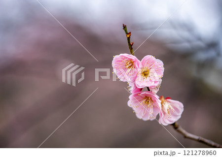 春を告げる梅の花 春を告げる梅の花 121278960