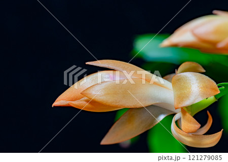 シャコバサボテンの蕾 121279085