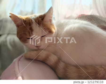 猫のしろちゃん 121279110