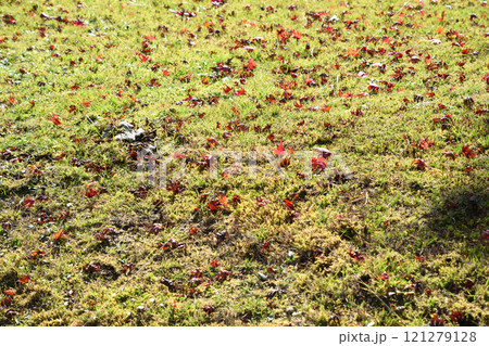英彦山大権現の紅葉 121279128
