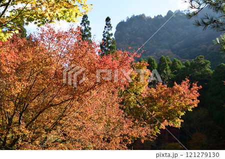 英彦山大権現の紅葉 英彦山大権現の紅葉 121279130