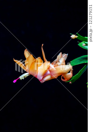 満開のシャコバサボテン 121279151