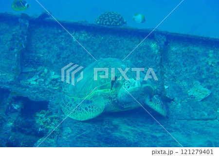 The Seatiger shipwreck when SCUBA diving off of Oahu. Wreck diving adventures with Oahu Diving, your wreck dive specialist. The Seatiger shipwreck when SCUBA diving off of Oahu. Wreck diving adventures with Oahu Diving, your wreck dive specialist. 121279401