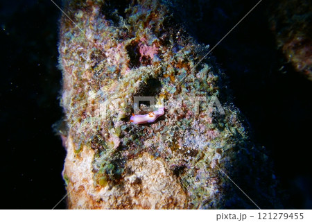 The Seatiger shipwreck when SCUBA diving off of Oahu. Wreck diving adventures with Oahu Diving, your wreck dive specialist. 121279455