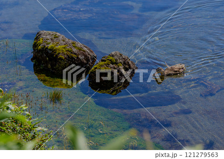 鎌沼を泳ぐコガモ 121279563