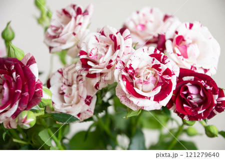 スプレーばら 121279640