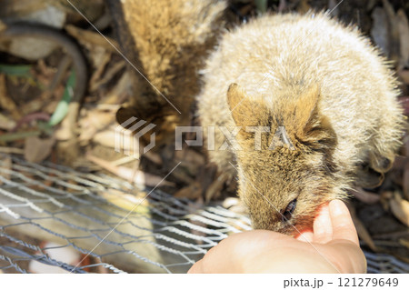 世界一幸せな動物、クオッカ 121279649