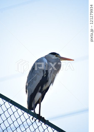 フェンスにとまっているアオサギ フェンスにとまっているアオサギ 121279934