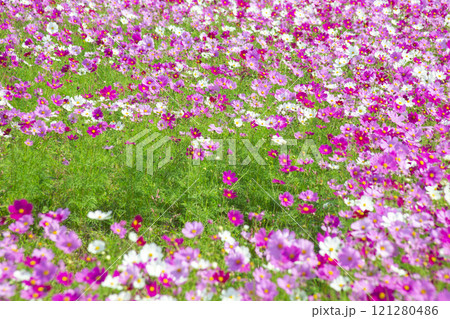 満開のコスモス 121280486