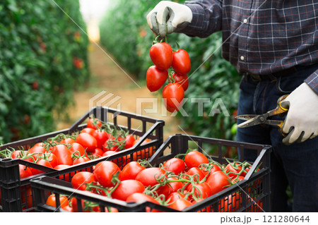 Man putting harvested tomatoes in box in garden 121280644