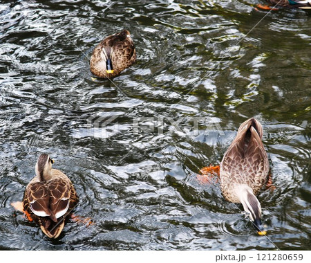のんびり泳ぐマガモ　波紋がきれいな秋の公園 121280659