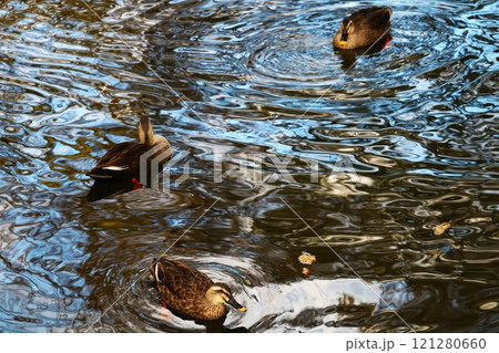 のんびり泳ぐマガモ 波紋がきれいな秋の公園 のんびり泳ぐマガモ 波紋がきれいな秋の公園 121280660