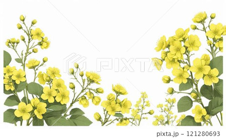菜の花 121280693