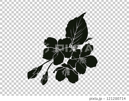 桜の花の白黒イラスト(白フチあり) 桜の花の白黒イラスト(白フチあり) 121280714