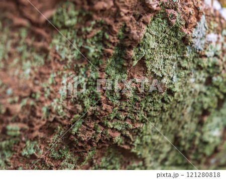 土の表面の地衣類クローズアップ01 121280818