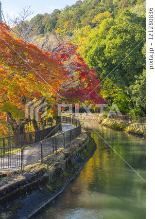 山科疏水(琵琶湖疏水)の紅葉　紅葉の並木道 121280836