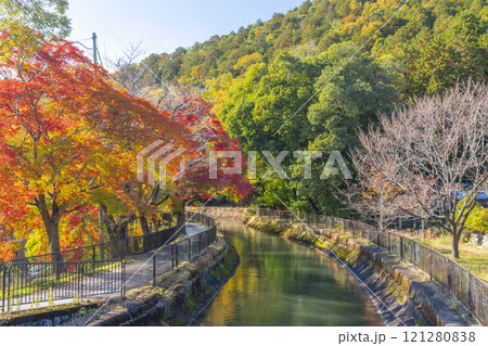 山科疏水(琵琶湖疏水)の紅葉　紅葉の並木道 121280838