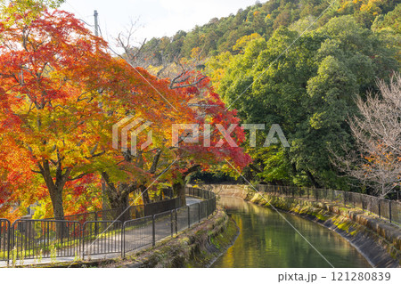 山科疏水(琵琶湖疏水)の紅葉 紅葉の並木道 山科疏水(琵琶湖疏水)の紅葉 紅葉の並木道 121280839