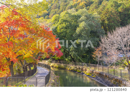 山科疏水(琵琶湖疏水)の紅葉　紅葉の並木道 121280840
