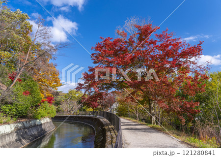 山科疏水(琵琶湖疏水)の紅葉　紅葉の並木道 121280841