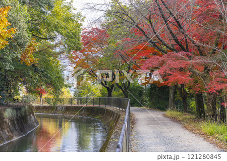 山科疏水(琵琶湖疏水)の紅葉 紅葉の並木道 山科疏水(琵琶湖疏水)の紅葉 紅葉の並木道 121280845