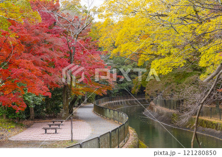山科疏水(琵琶湖疏水)の紅葉 紅葉の並木道 山科疏水(琵琶湖疏水)の紅葉 紅葉の並木道 121280850