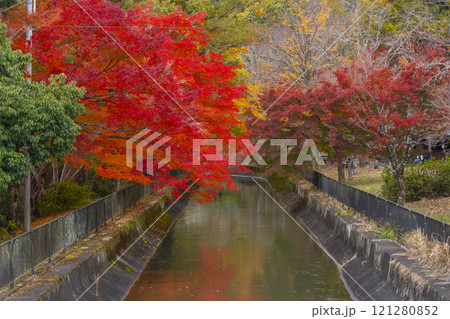 山科疏水(琵琶湖疏水)の紅葉　紅葉の並木道 121280852