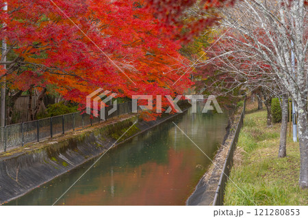 山科疏水(琵琶湖疏水)の紅葉　紅葉の並木道 121280853