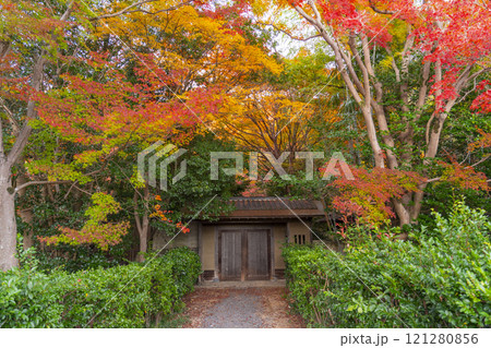 山科疏水(琵琶湖疏水)の紅葉　紅葉の並木道 121280856