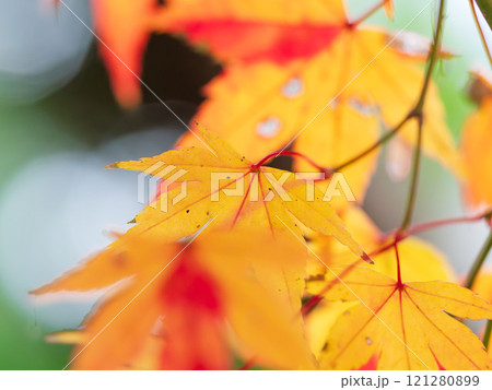 色づいた紅葉のクローズアップ03 色づいた紅葉のクローズアップ03 121280899