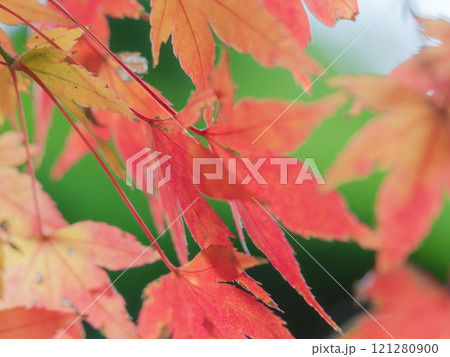 色づいた紅葉のクローズアップ04 121280900