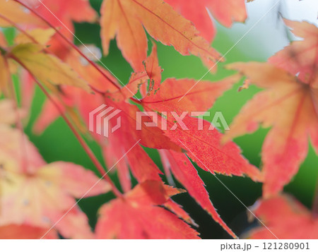 色づいた紅葉のクローズアップ05 色づいた紅葉のクローズアップ05 121280901