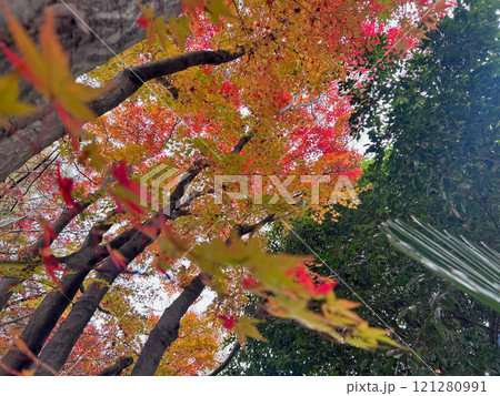 紅く染まる 紅く染まる 121280991