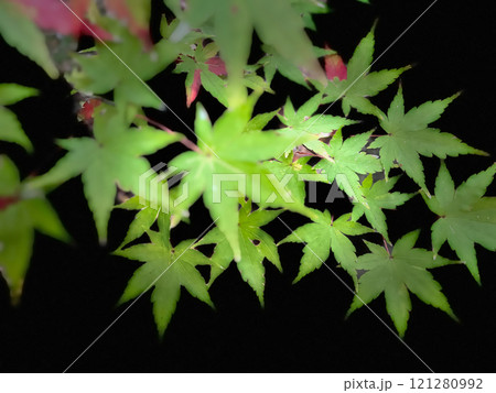 紅く染まる 121280992