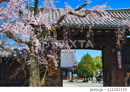 妙覚寺　美しい枝垂れ桜（京都府京都市上京区） 121281310