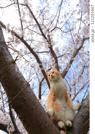 お花見をする猫 121281607
