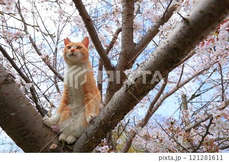 お花見をする猫 お花見をする猫 121281611