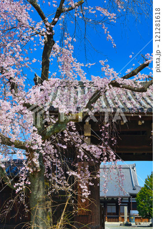 妙覚寺 美しい枝垂れ桜(京都府京都市上京区) 妙覚寺 美しい枝垂れ桜(京都府京都市上京区) 121281618