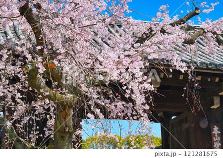 妙覚寺　美しい枝垂れ桜（京都府京都市上京区） 121281675