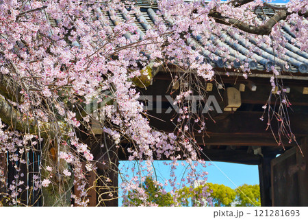 妙覚寺　美しい枝垂れ桜（京都府京都市上京区） 121281693
