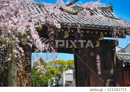 妙覚寺　美しい枝垂れ桜（京都府京都市上京区） 121281715
