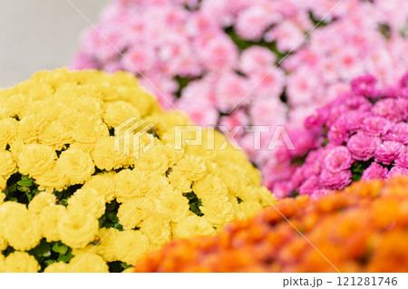 色とりどりの菊の花のクローズアップ 121281746