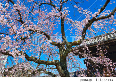 妙覚寺　美しい枝垂れ桜（京都府京都市上京区） 121282443