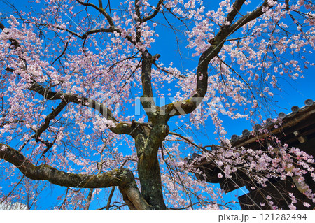 妙覚寺 美しい枝垂れ桜(京都府京都市上京区) 妙覚寺 美しい枝垂れ桜(京都府京都市上京区) 121282494