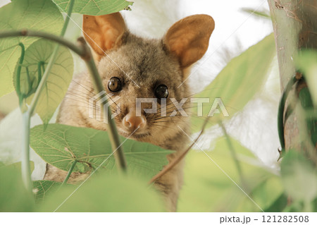Brush-tailed Possum 121282508